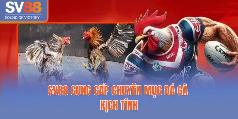 sv88 14 Sv88 cung cấp chuyên mục đá gà kịch tính